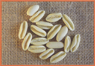 Cavatellini